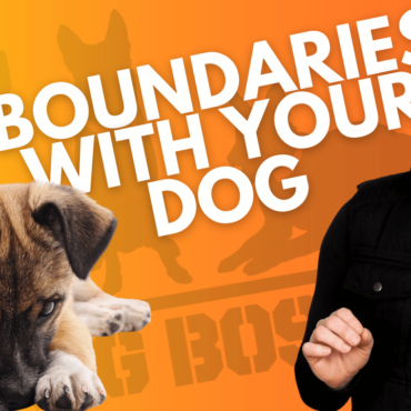 Reestablishing Boundaries: Redefining Your Relationship with Your Dog