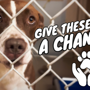 Breaking the Cycle: How Dawg Boss is Transforming Shelter Dogs